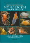 заднежаберные моллюски